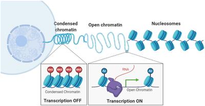 Frontiers | Probing Chromatin Compaction And Its Epigenetic States In ...